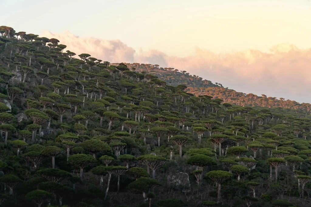 Socotra's Unique Flora - Socotra Booking | Socotra Island Tours