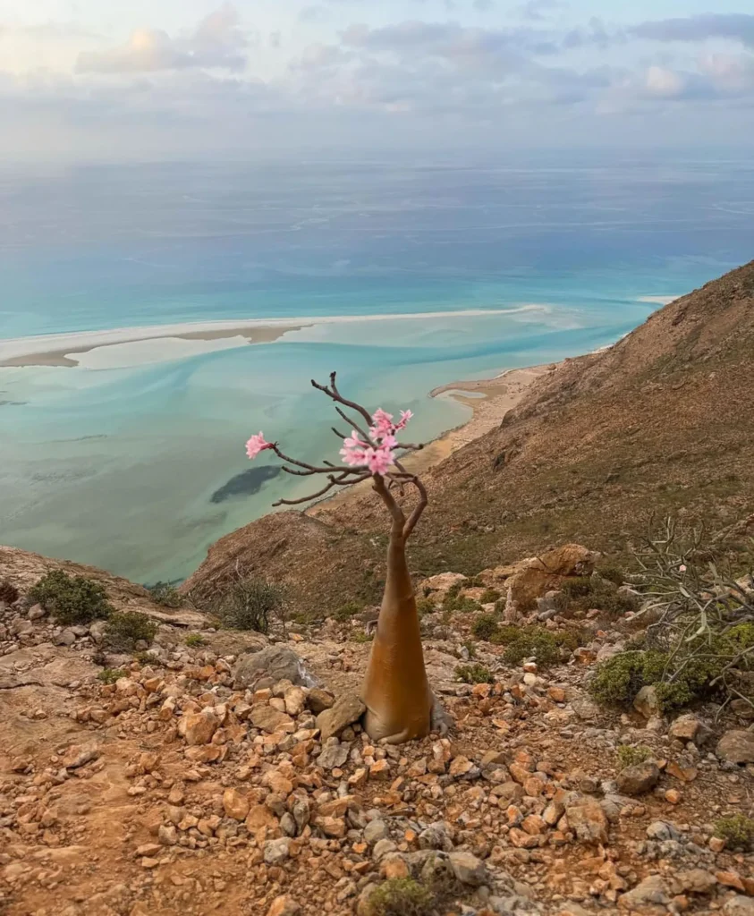 Socotra's Deserted Beaches and island - Socotra Booking | Socotra Island Tours