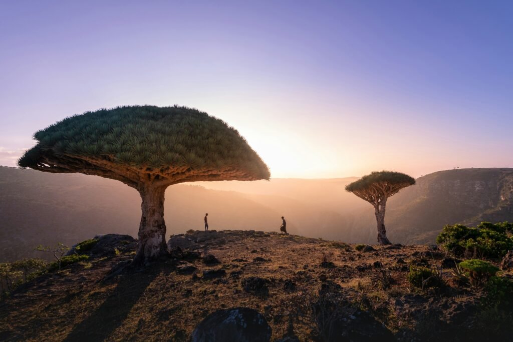 Socotra Island Tours : Unique Eco-Experiences Only on Socotra Island