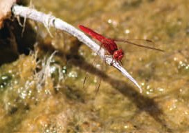 Scarlet Dragonfly (Crocothemis erythraea)