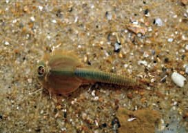 Tadpole Shrimp (Triops cf. granarius)