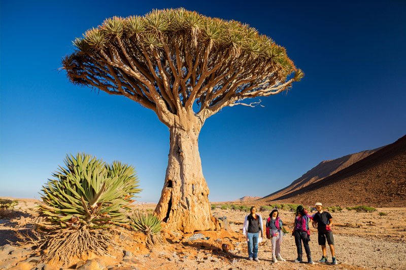 People near Dragons Blood Tree